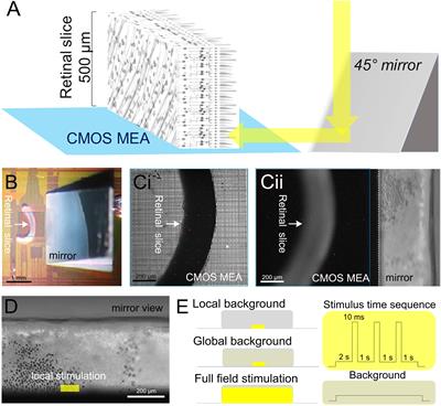 Electrical Imaging of Light-Induced Signals Across and Within Retinal Layers